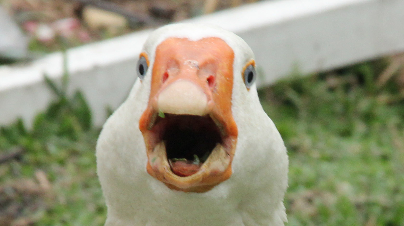 Birds