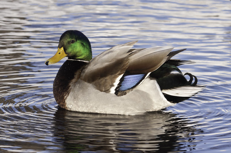 Duck