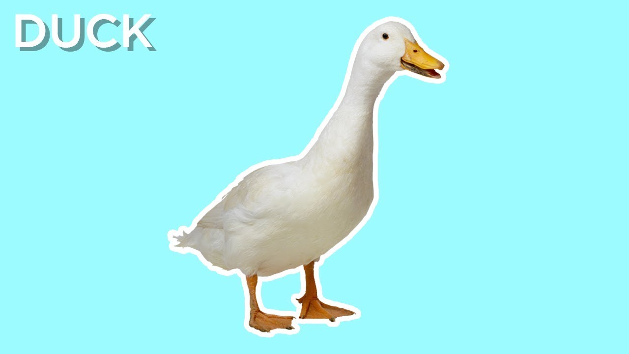 Dduck