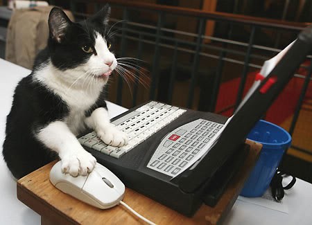 cats on the net