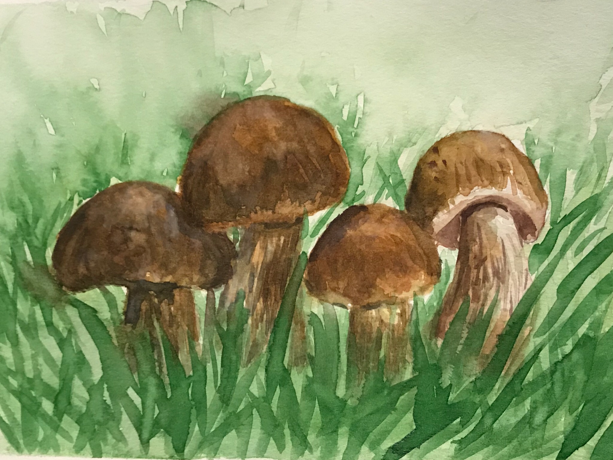Mushroom（2017）